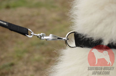サモエド　散歩　犬用首輪