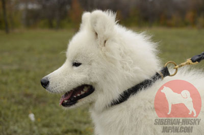 サモエド用　グッズ　大型犬　しつけ