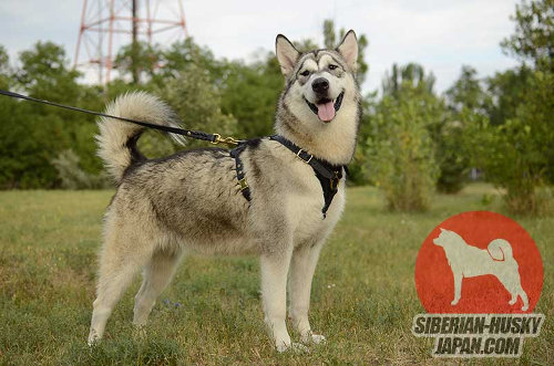 シベリアンハスキー犬用品