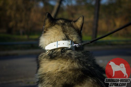 おしゃれな 犬 グッズ
