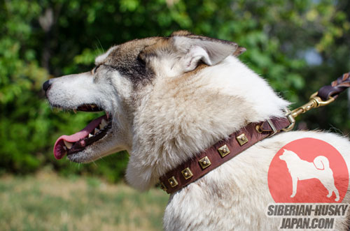 ウェスト・シベリアン・ライカ 毛切れ　犬皮膚